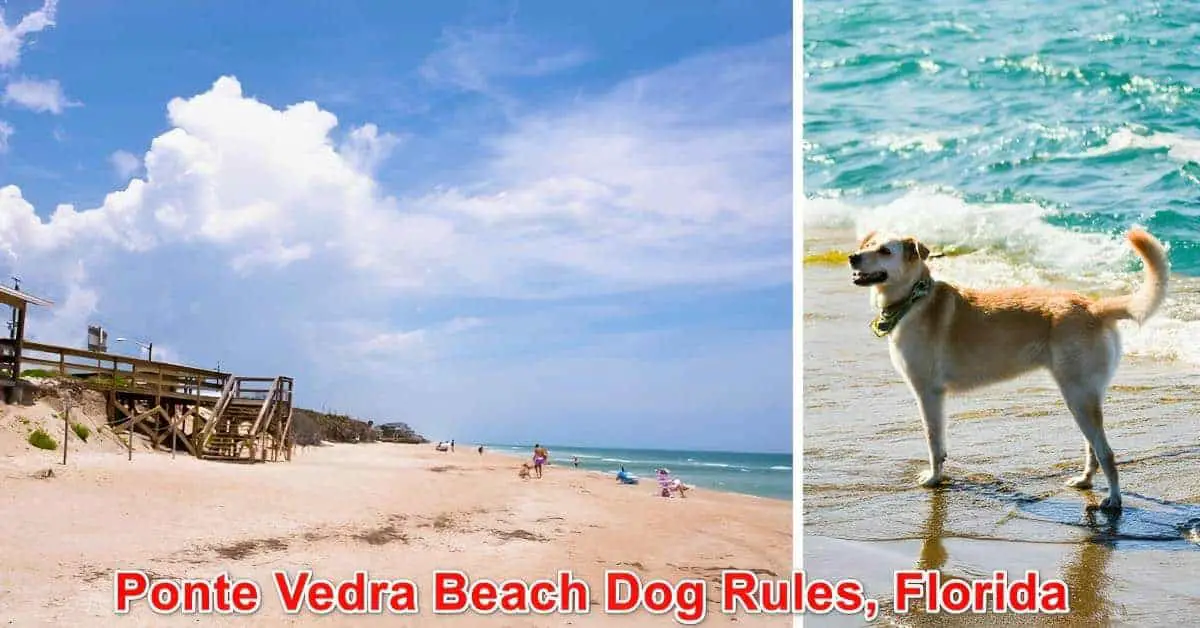 Ponte Vedra Beach Dog Rules Florida