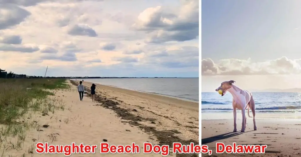 Slaughter Beach Dog Rules Delaware