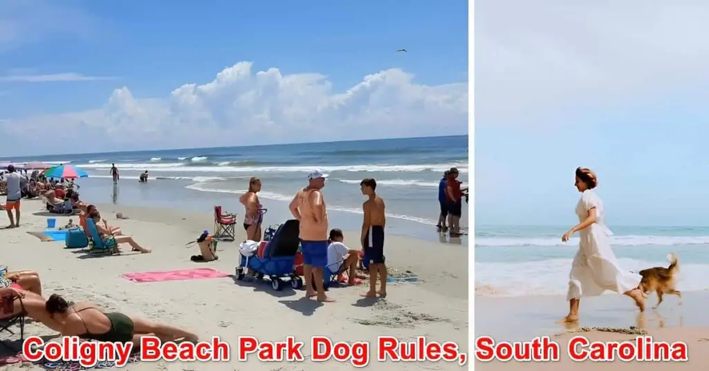 Coligny Beach Park Dog Rules, South Carolina