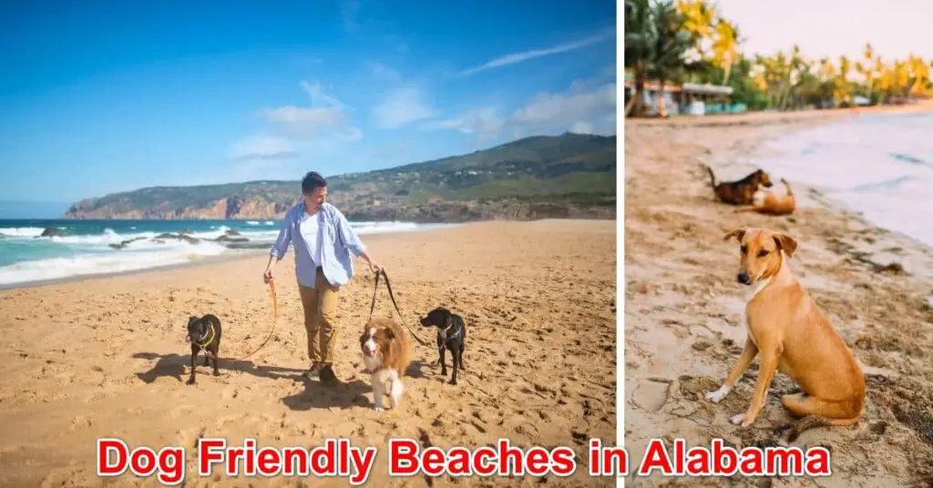 Dog Friendly Beaches in Alabama