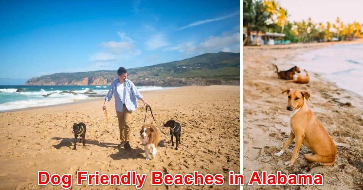 Dog Friendly Beaches in Alabama