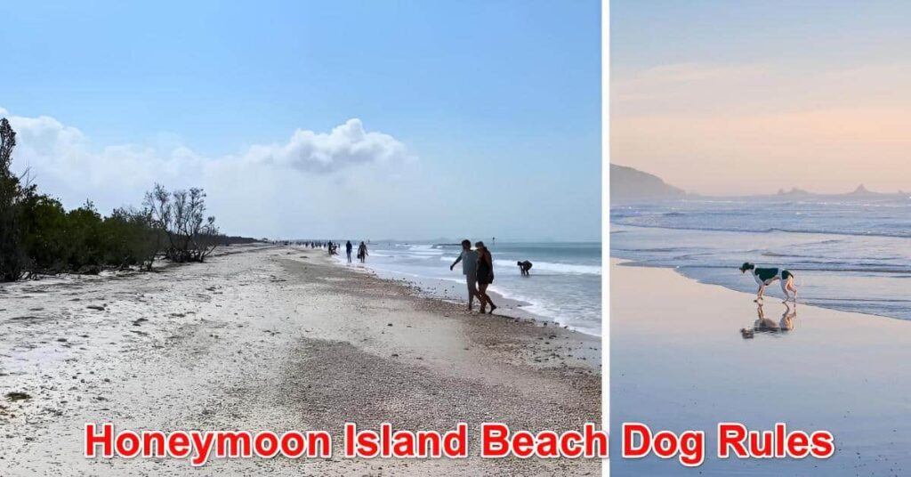 Honeymoon Island Beach Dog Rules