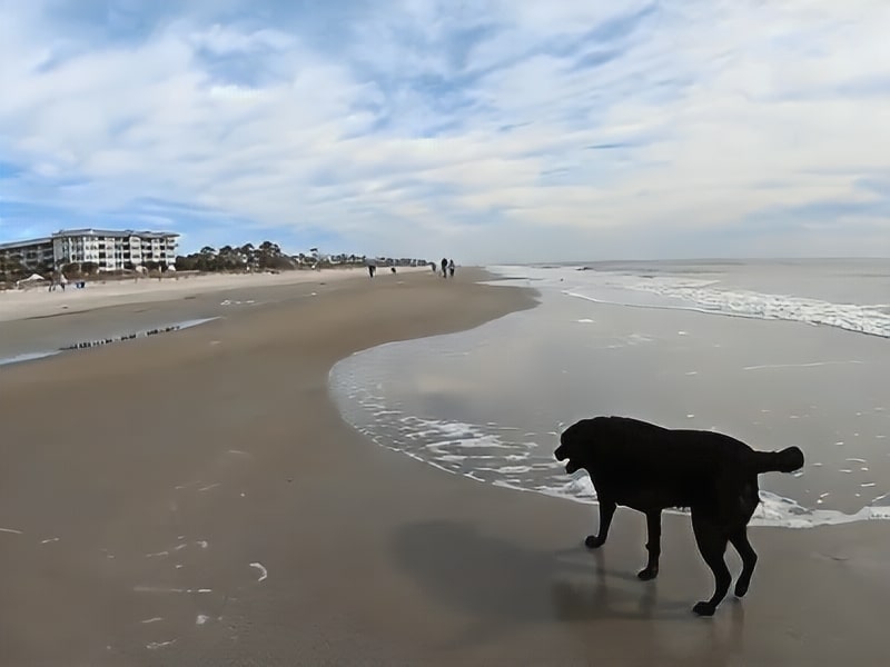 Coligny Beach Park dog