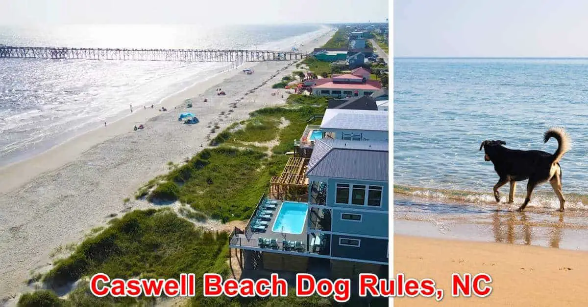 Caswell Beach Dog Rules, North Carolina | New Laws 2024