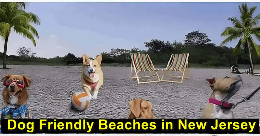 Dog Friendly Beaches in New Jersey