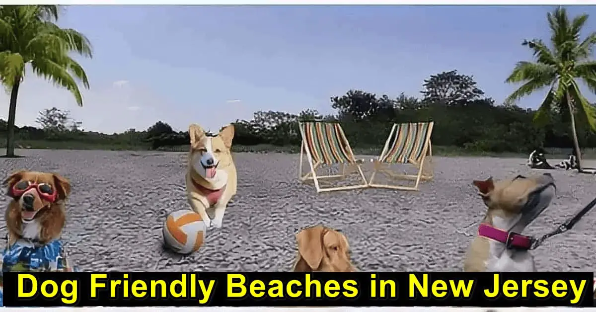 Dog-Friendly Beaches in New Jersey
