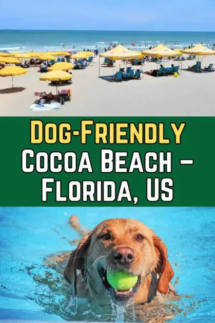 Dog-Friendly Cocoa Beach, Florida, US