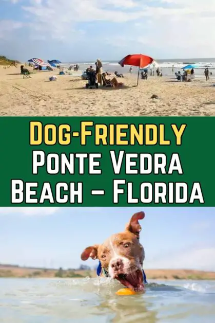 Dog-Friendly Ponte Vedra Beach, FL