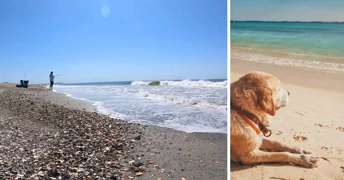 Holden Beach Dog Rules, North Carolina New Laws 2024