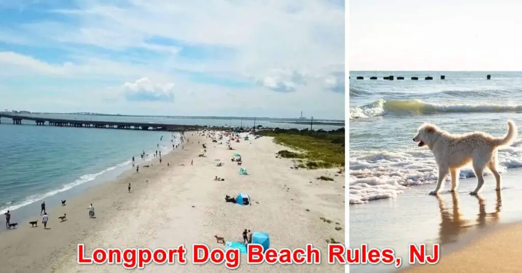 Longport Beach Dog Rules, New Jersey
