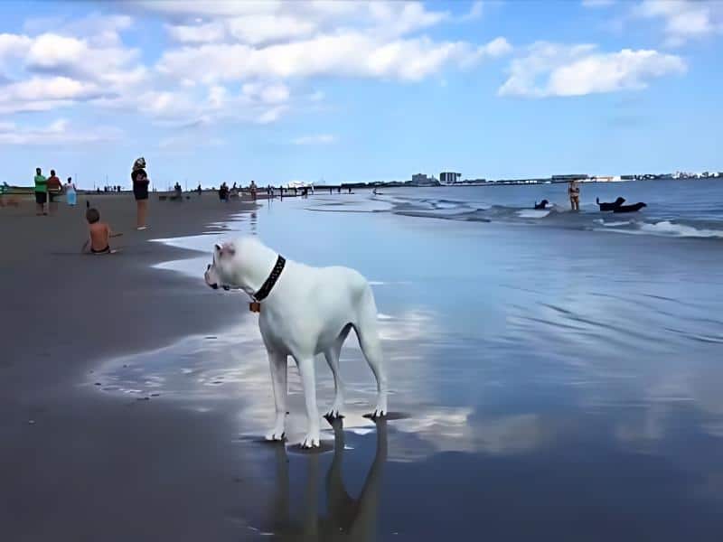 Longport Beach Dog