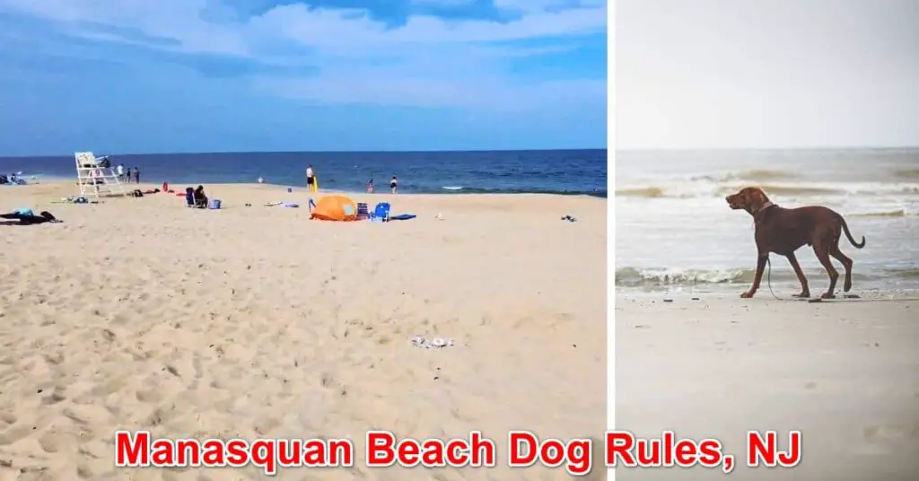 Manasquan Beach Dog Rules, New Jersey