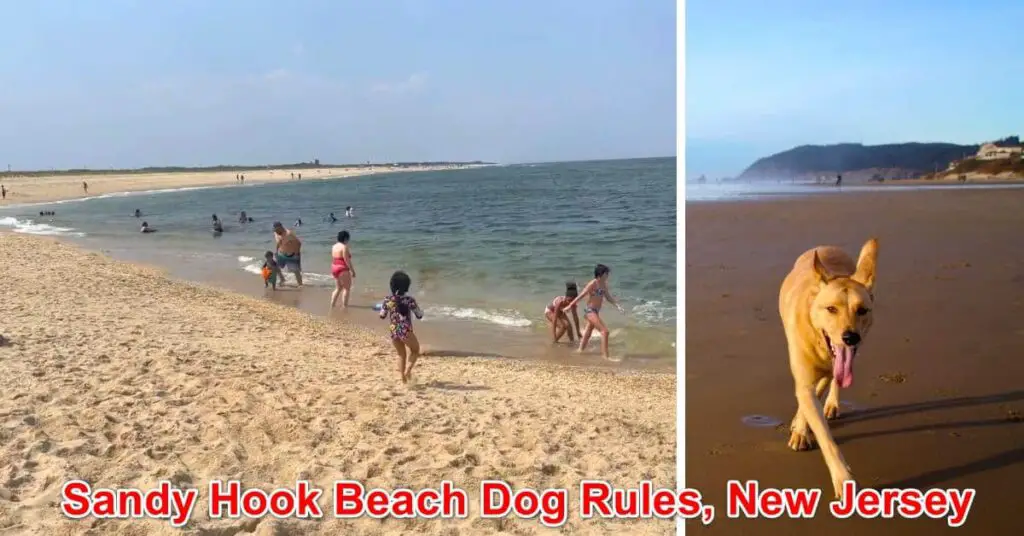 Sandy Hook Dog Beach Rules, New Jersey
