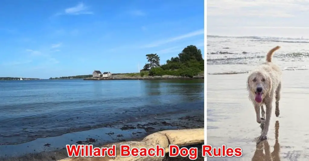 Willard Beach Dog Rules, Maine