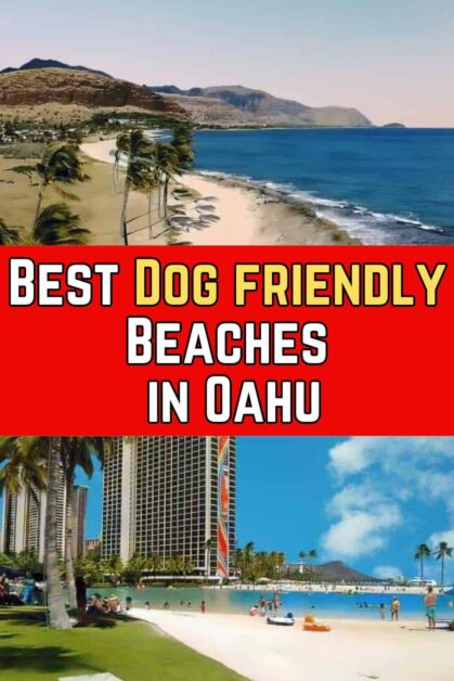 Best Dog friendly Beaches in Oahu