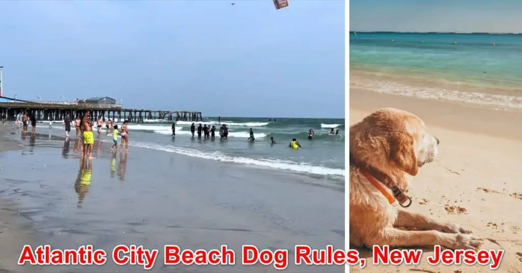 Atlantic City Beach Dog Rules, New Jersey