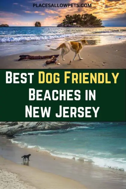 Best Dog-Friendly Beaches in New Jersey