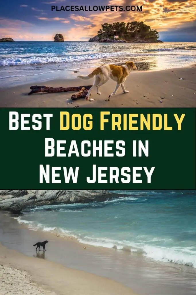 Best Dog-Friendly Beaches in New Jersey