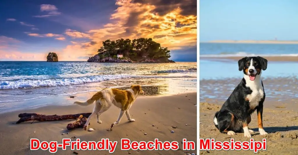 Dog-Friendly Beaches in Mississippi