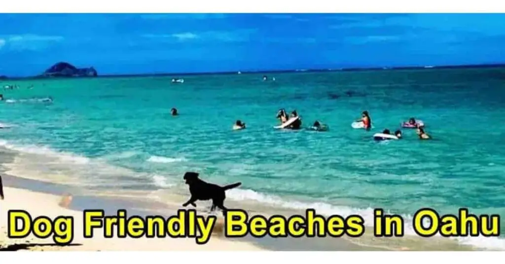 Dog Friendly Beaches in Oahu, Hawaii