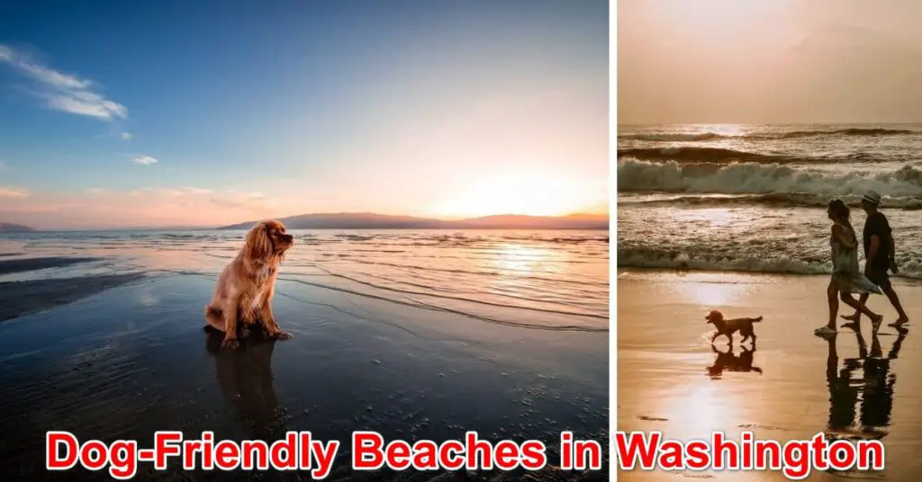 Dog-Friendly Beaches in Washington