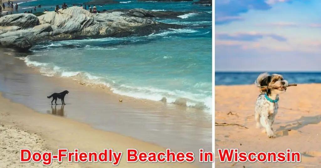 Dog Friendly Beaches in Wisconsin