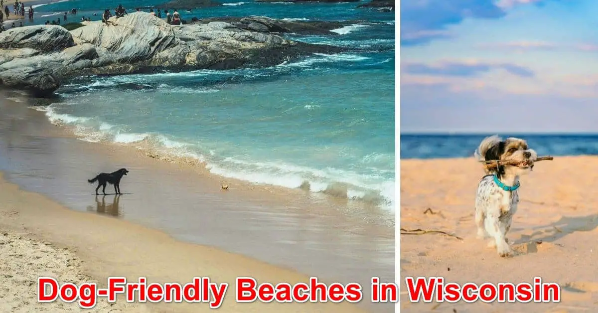 Dog-Friendly Beaches in Wisconsin