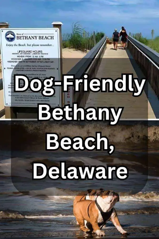Dog-Friendly Bethany Dog Beach, Delaware