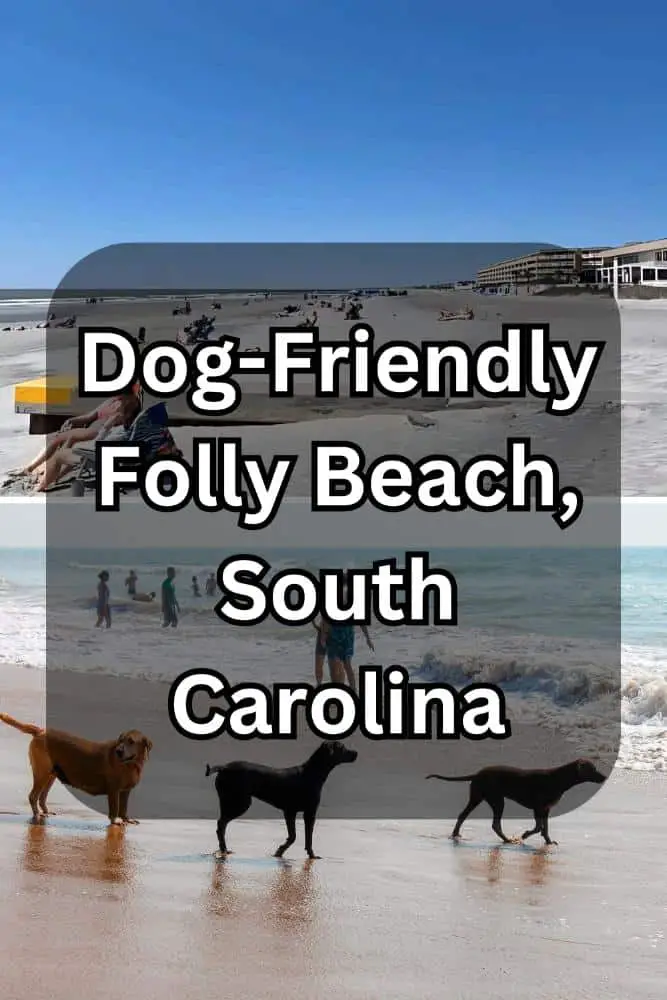 Dog-Friendly Folly Beach, South Carolina