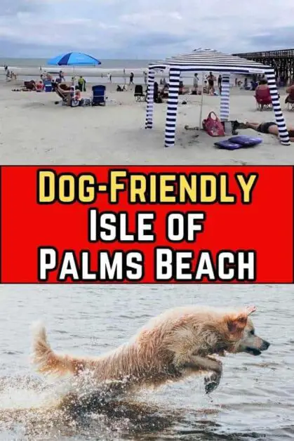 Dog-Friendly Isle of Palms Beach