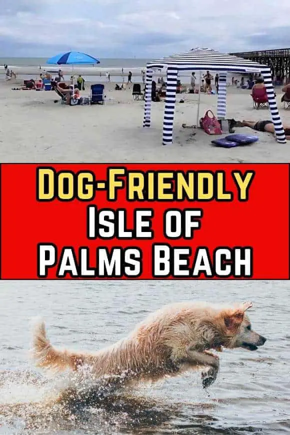 Dog-Friendly Isle of Palms Beach