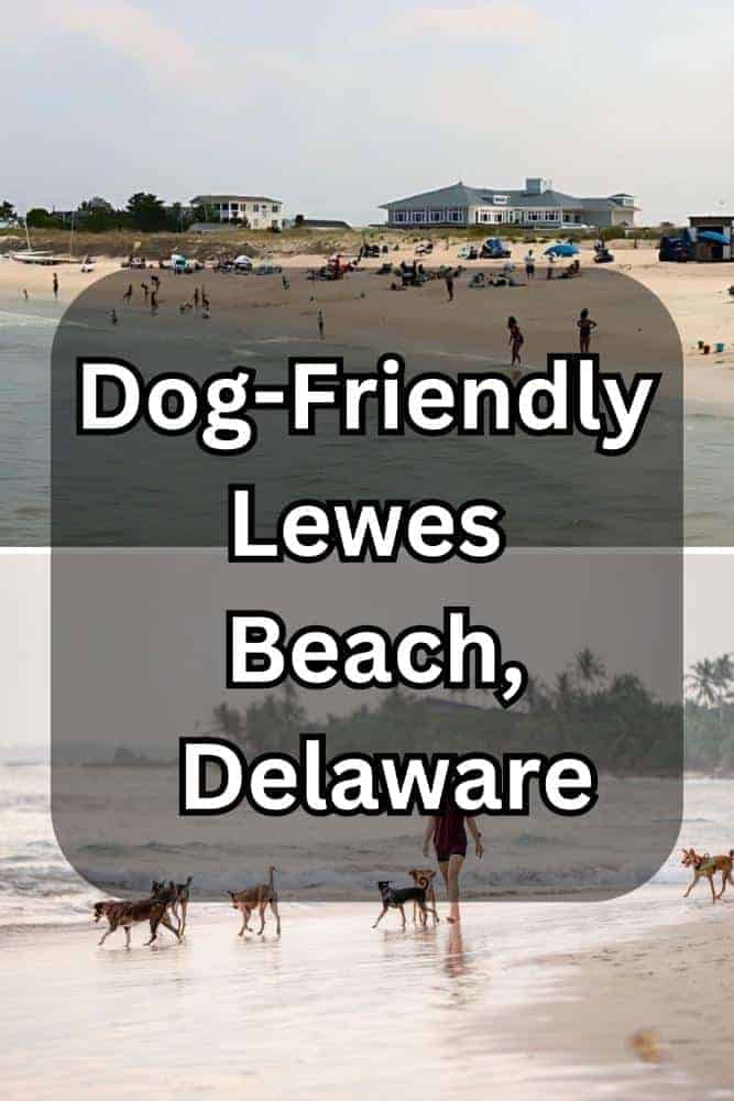 Dog-Friendly Lewes Beach, Delaware