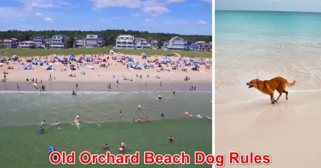 Old Orchard Beach Dog Rules, Maine