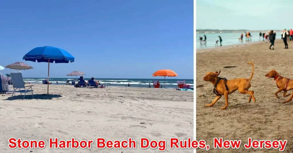 Stone Harbor Beach Dog Rules, New Jersey