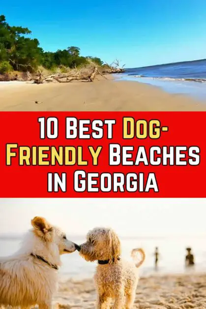 Best Dog-Friendly Beaches in Georgia