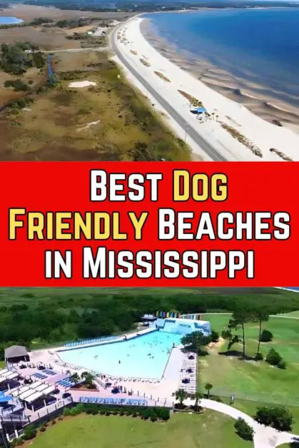 Best Dog-Friendly Beaches in Mississippi