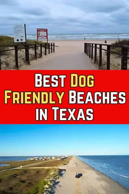 Dog-Friendly Beaches in Texas