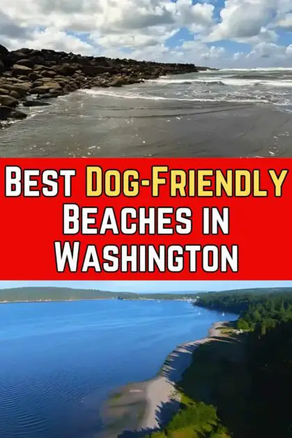 Best Dog-Friendly Beaches in Washington
