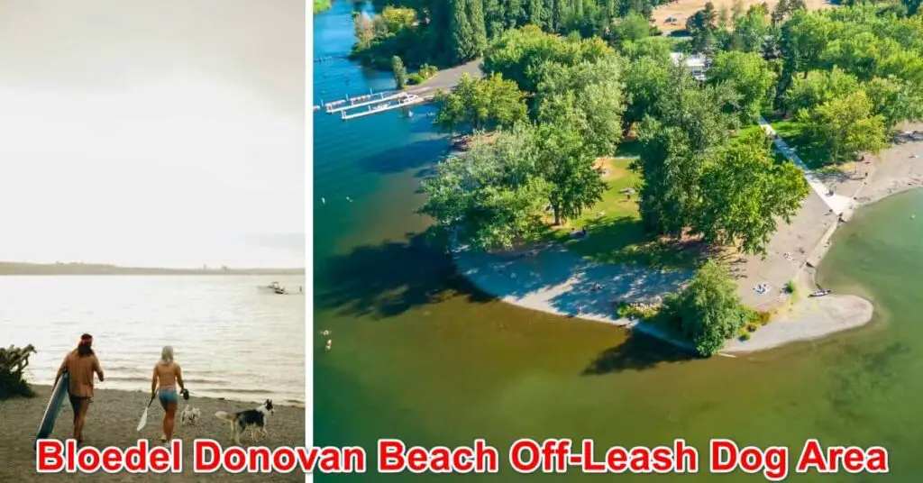 Bloedel Donovan Beach Off-Leash Dog Area