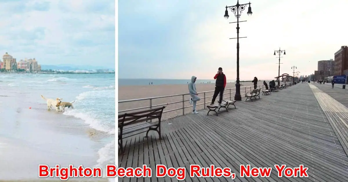 Brighton Beach Dog Rules, New York