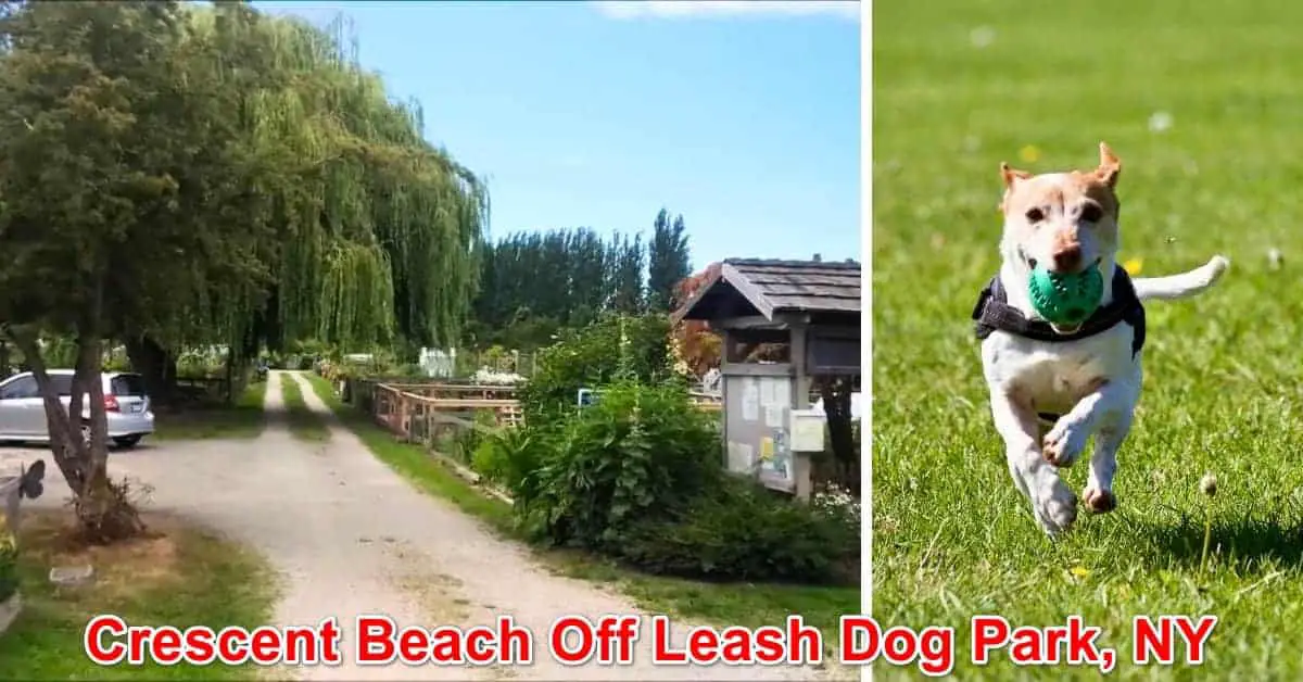 Crescent Beach Off Leash Dog Park, New York