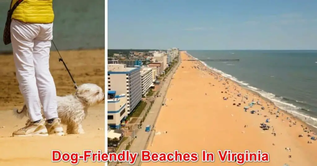 Dog-Friendly Beaches In Virginia