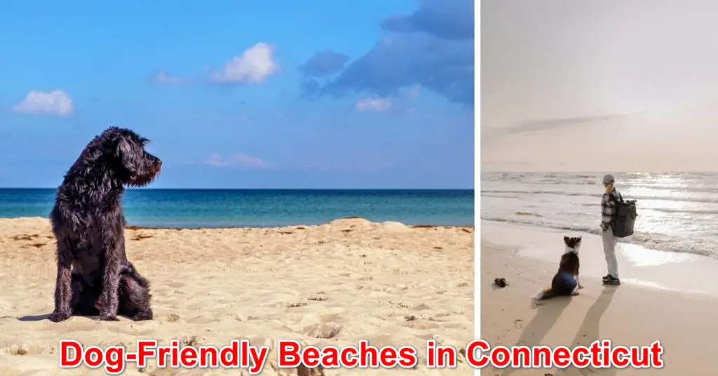 Dog-Friendly Beaches in Connecticut