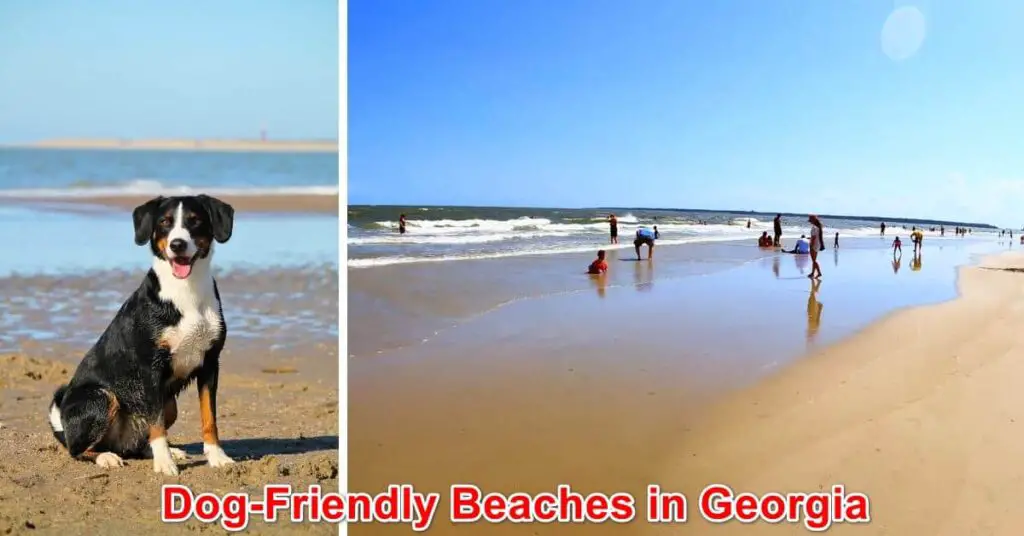 Dog-Friendly Beaches in Georgia