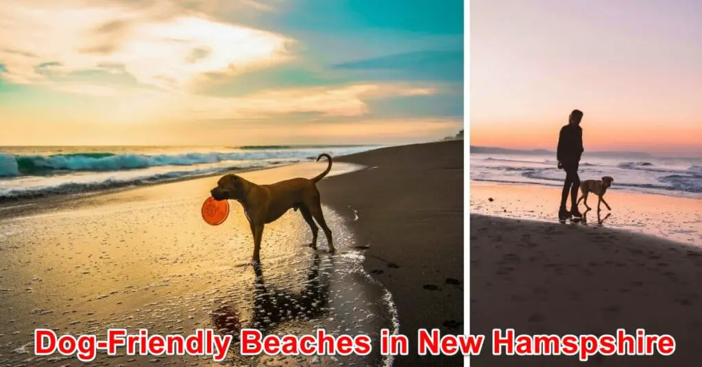 Dog-friendly Beaches in New Hampshire