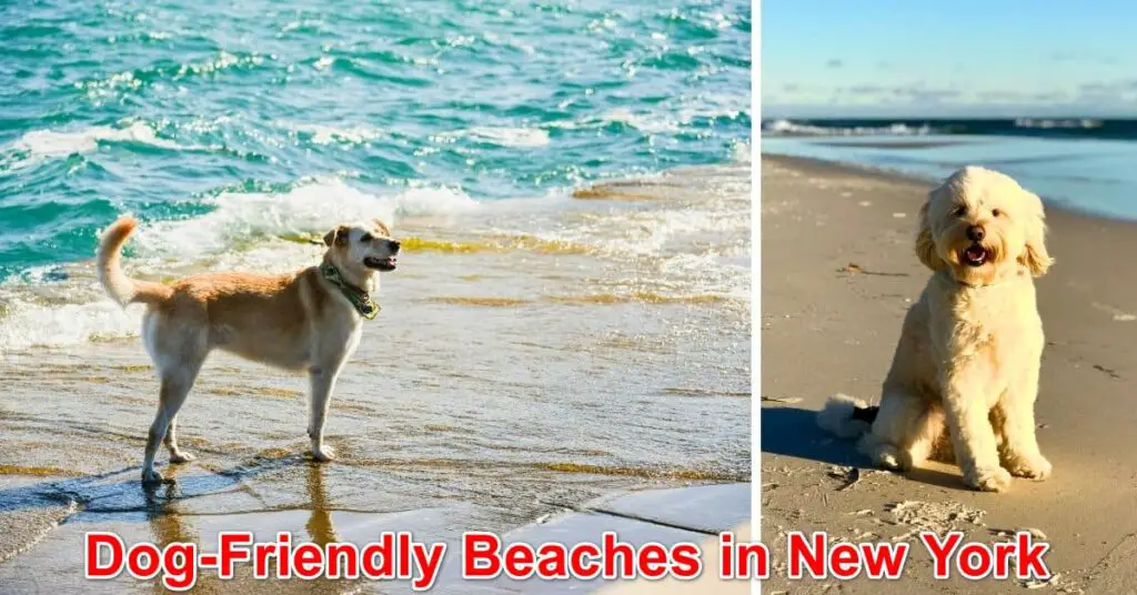 Dog Friendly Beaches in New York