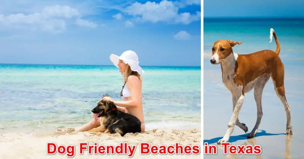 Dog Friendly Beaches in Texas