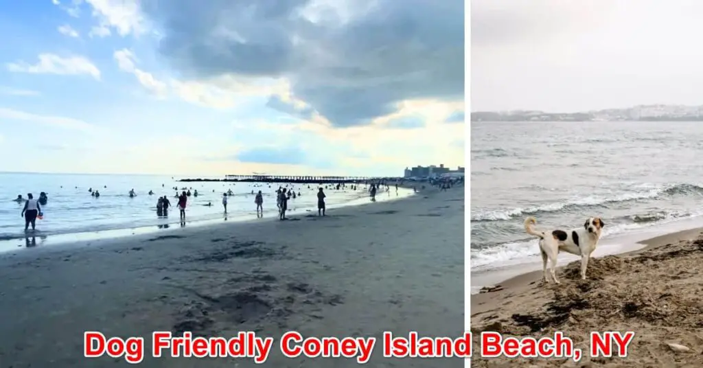 Dog Friendly Coney Island Beach, NY