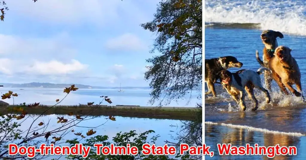 Dog-friendly Tolmie State Park, Washington