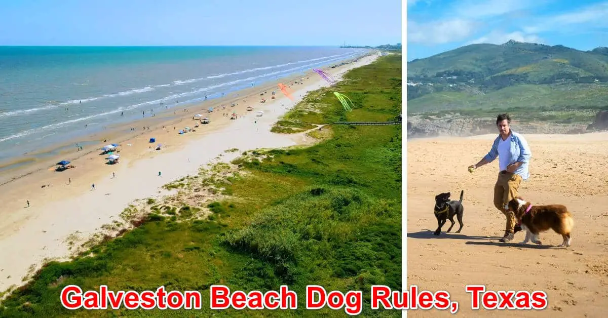 Galveston Beach Dog Rules, Texas